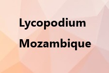 ADP Mozambique
